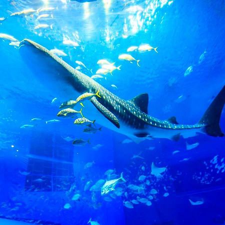 アラマハイナ　コンドホテル 本部町 エクステリア 写真